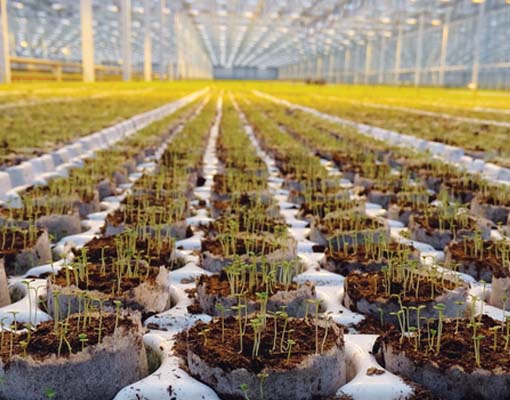 510X400 Ellepot Trays For Vegetables