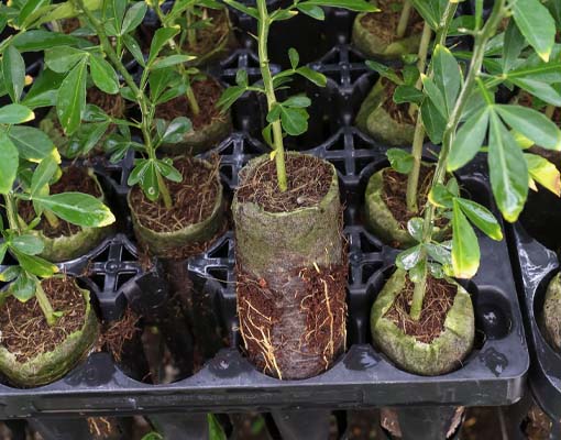 510X400 Ellepor Tray Fruit Tees
