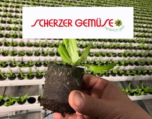 Ellepot Customer Scherzer  Deutschlands größtem Salat-Treibhaus