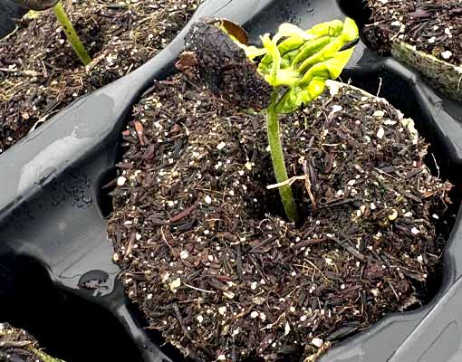 growing Cacao (Theobroma cacao) with the Ellepot® Propagation System